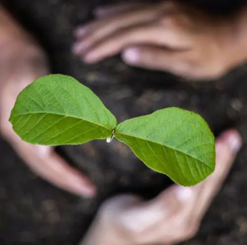 Plant A Billion Trees Ett Träd För Varje Tillsättning (2)